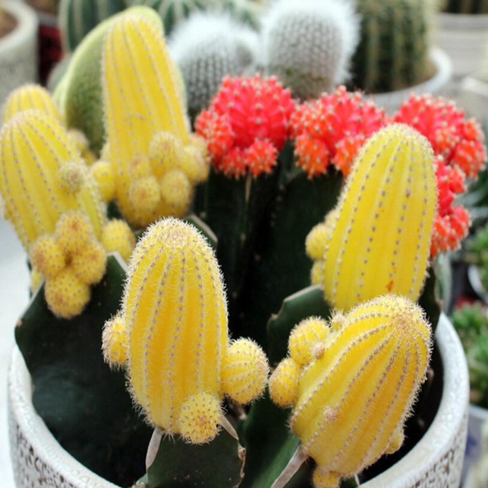 Foliage Plant Ball Cactus Succulents Seeds Mix Color Beautifying Bonsai Home Prickly Pear Echinopsis Tubiflora Gardening Plants