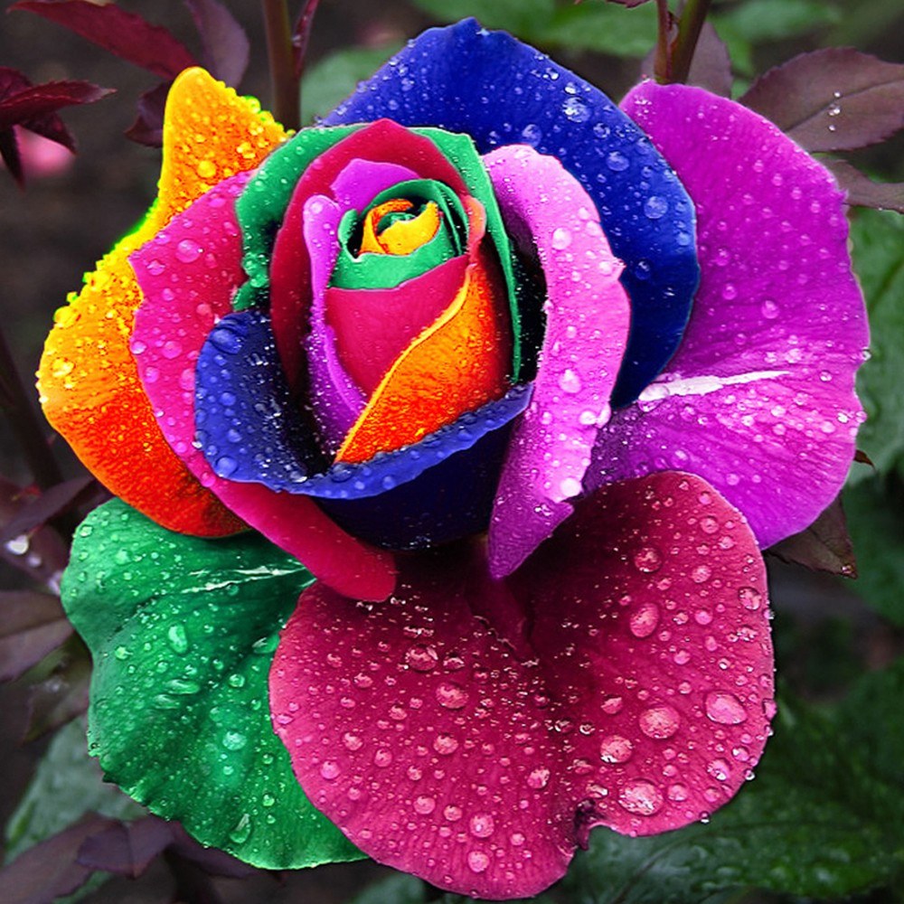 Yard Decoration Cute Plant Multi-colored Rose Seeds  All Season Garden Balcony Flowers