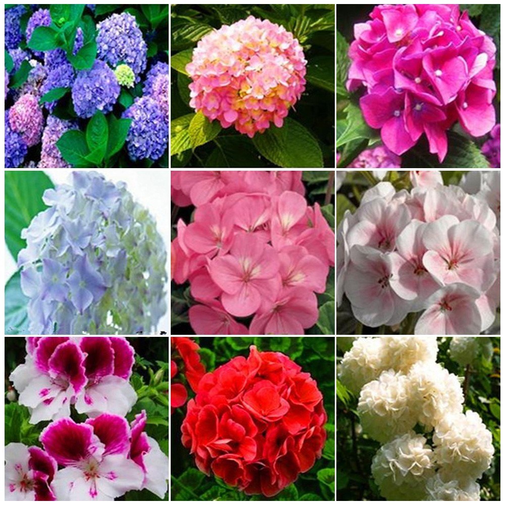 20pcs Hydrangea Seeds Bonsai Flower Seed