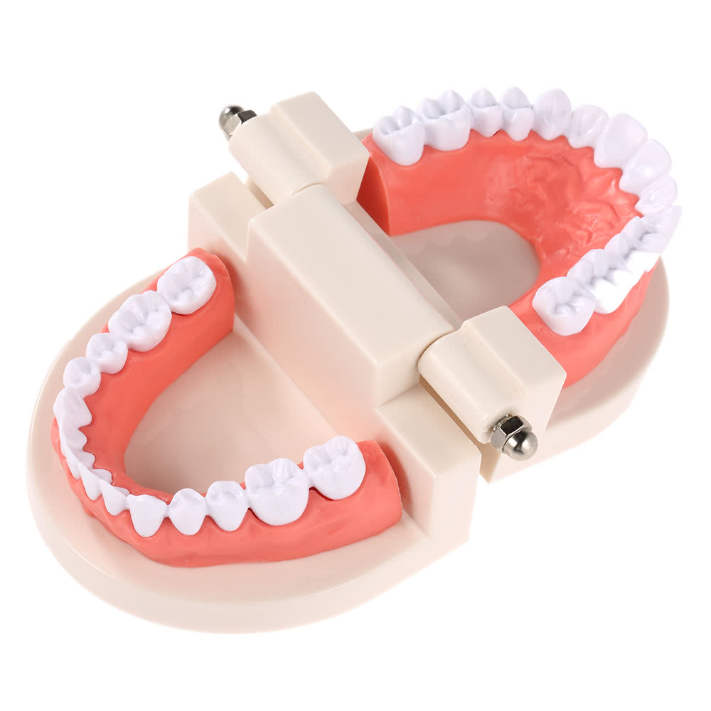 Dental Child Teeth Teaching Model Adult Teeth Gums