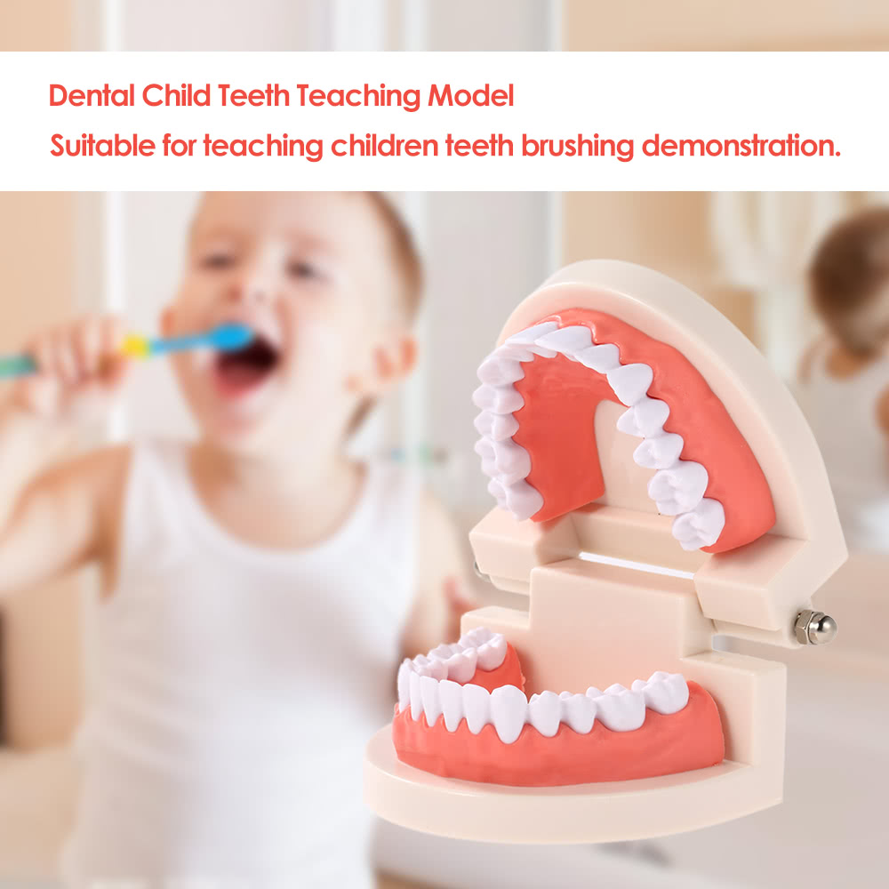 Dental Child Teeth Teaching Model Adult Teeth Gums